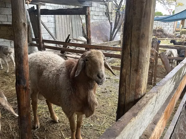 Ram, Arashan sheep — Uzbekistan