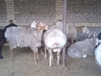 Qoç, Arashan sheep — foto 5