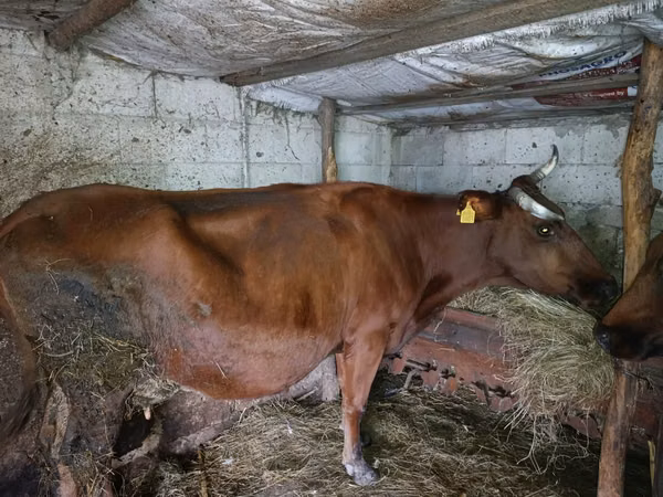 Vacă, Bovine