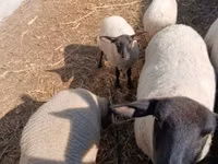 Widder, White Suffolk sheep — Foto 3