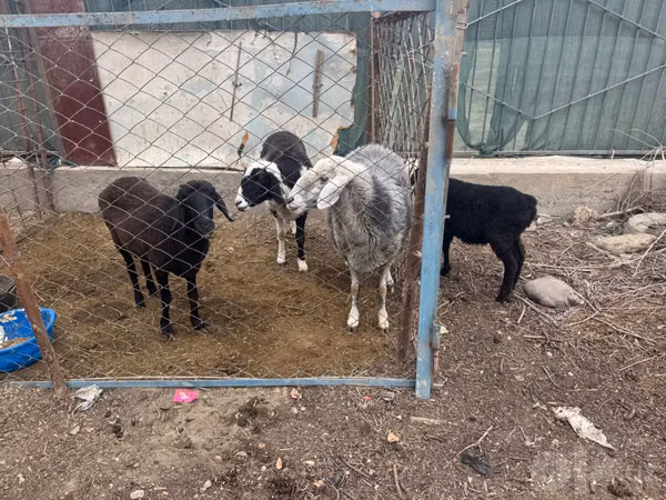 Ovce, Ovce — Uzbekistán