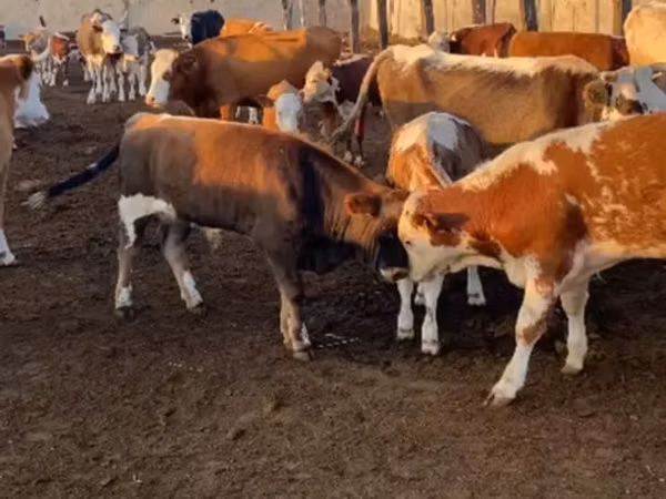 Bull, Simmental cattle — Kazakhstan