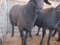 ஆண் ஆடு, Arashan sheep — புகைப்படம் 1
