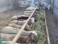 Sheep, Sheep — photo 3