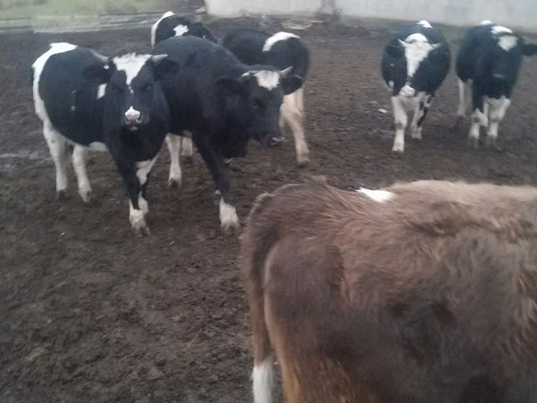Cow, Cattle — Moldova