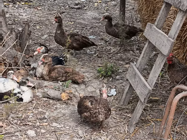 Ducks