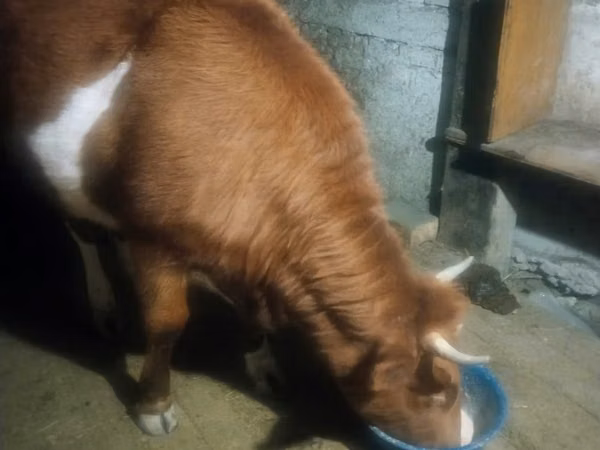 گاو ماده, Latvian Blue cattle