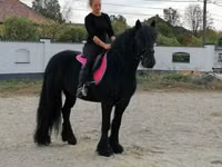 Horse (M), Fell pony — photo 5