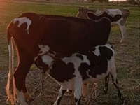 Krowa, Russian Black pied cattle — zdjęcie 2