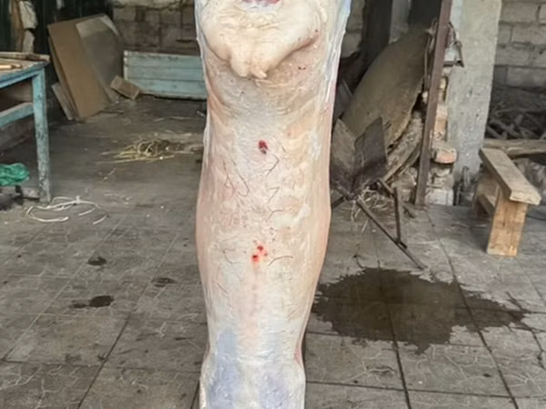 ХАЛАЛ ХАЛАЛ ХАЛАЛ Тушка баранины (целиком,) Правлю барашка туша мясом