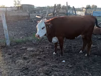 Vache, Latvian Blue cattle — photo 3