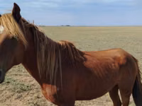 公马, Kazakh horse — 照片 1