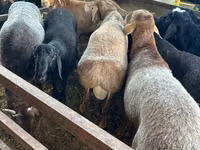 Sheep (batch, sex not specified), Sheep — photo 4