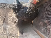 Brahma — foto 2