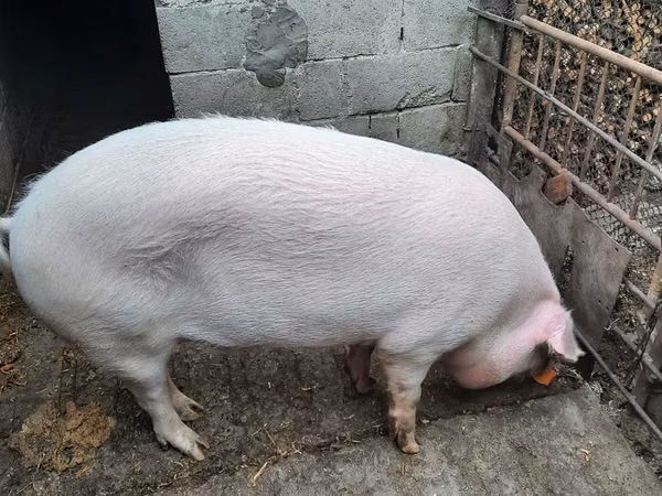 Boar,  — Moldova