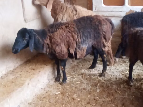 Ram, Jaidara sheep — Uzbekistan