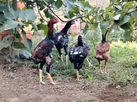 Chickens — 8-rasm