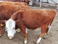母牛, Simmental cattle — 照片 3