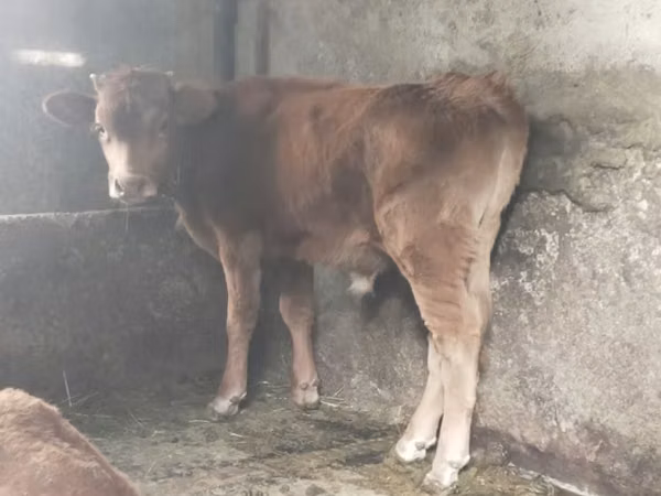 ወንድ በሬ, Cattle