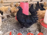 براهما — الصورة 4