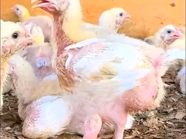 Chickens — Kenya