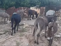 Mare, Horses — photo 1