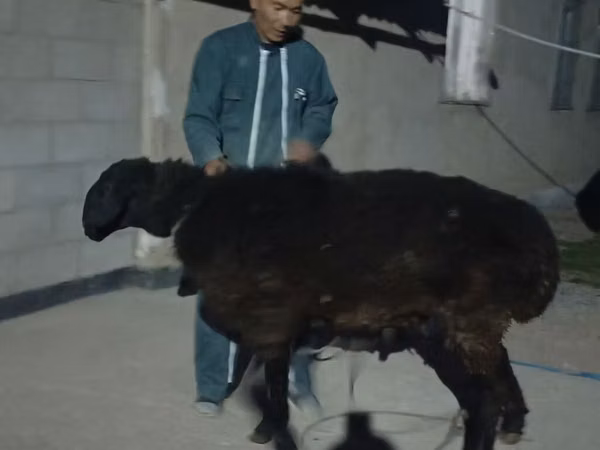 Ram, Karakul sheep — Kyrgyzstan