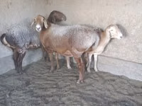 Ram, Arashan sheep — photo 2