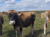 ხარი, Russian Black pied cattle — ფოტო 2