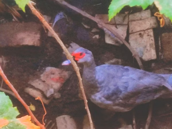 Ducks — Azerbaijan