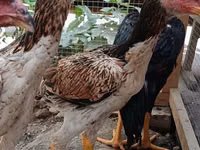 Chickens — photo 2