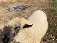 Kambing jantan, Hampshire sheep — foto 1