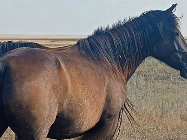 Cavalla, Kazakh horse — Kazakistan