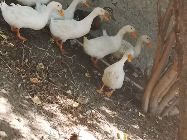 Ducks — Asarbajan
