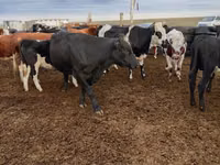 सांड, Swiss cattle — फ़ोटो 2