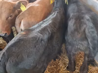 公牛, Limousin cow — 照片 7