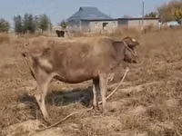 Sigir, Latvian Blue cattle — 2-rasm