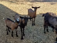 بز نر, Alpine goat — عکس 3