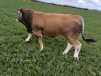 Bò đực, Partenaise cattle — ảnh 3