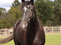 Horse (M), Percheron — photo 3