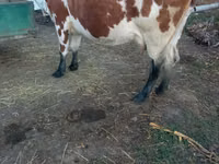 Sapi, Simmental cattle — foto 2