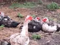 Ducks — zdjęcie 3