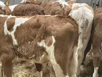 ІҚМ (топ, жынысы көрсетілмеген), Simmental cattle — 8-сурет