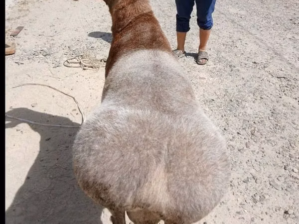 Ram, Sheep — Uzbekistan