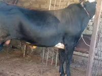 Bull, Cattle — photo 2