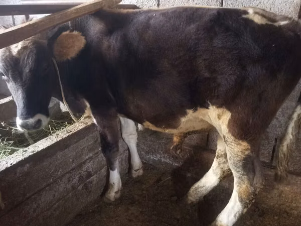 Bull, Cattle — Kyrgyzstan