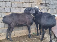 قوچ, گوسفند — عکس 5