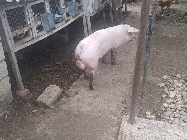 Boar, Pigs — Moldova