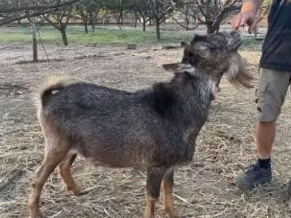بز نر, بز