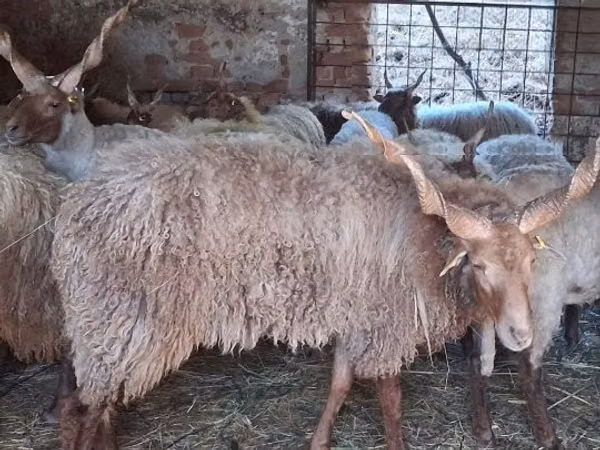 قوچ, Racka sheep — مجارستان
